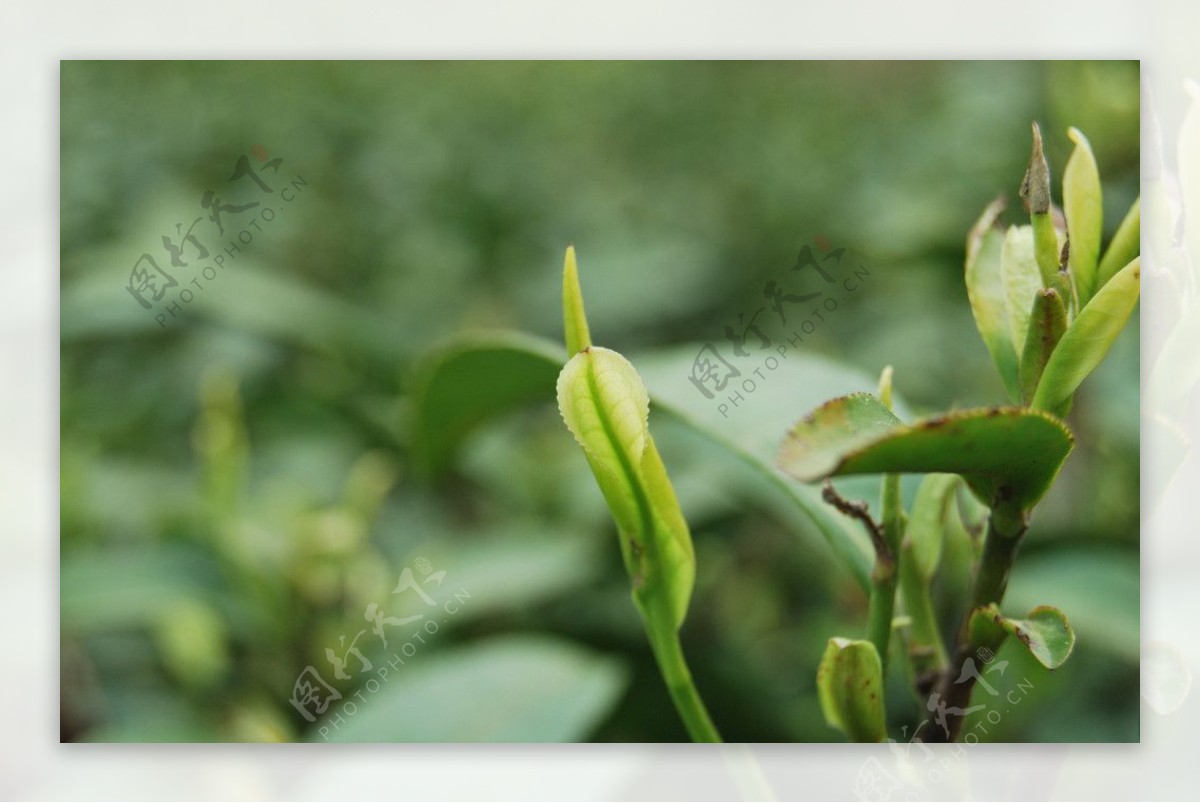 茶芽图片