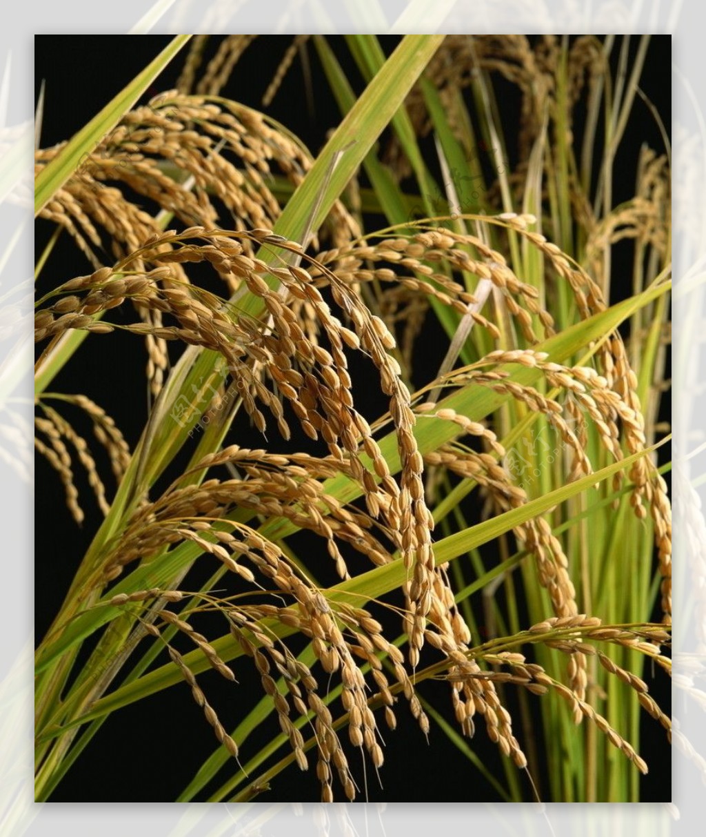 稻子稻穗高清图片