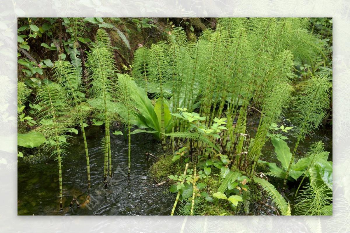 湿地植物图片