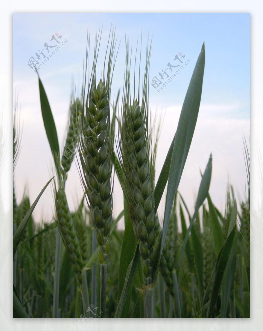 两个小麦穗图片
