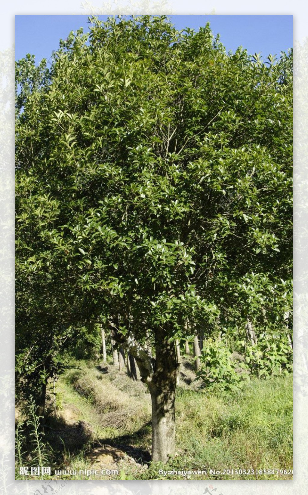 大桂花树图片