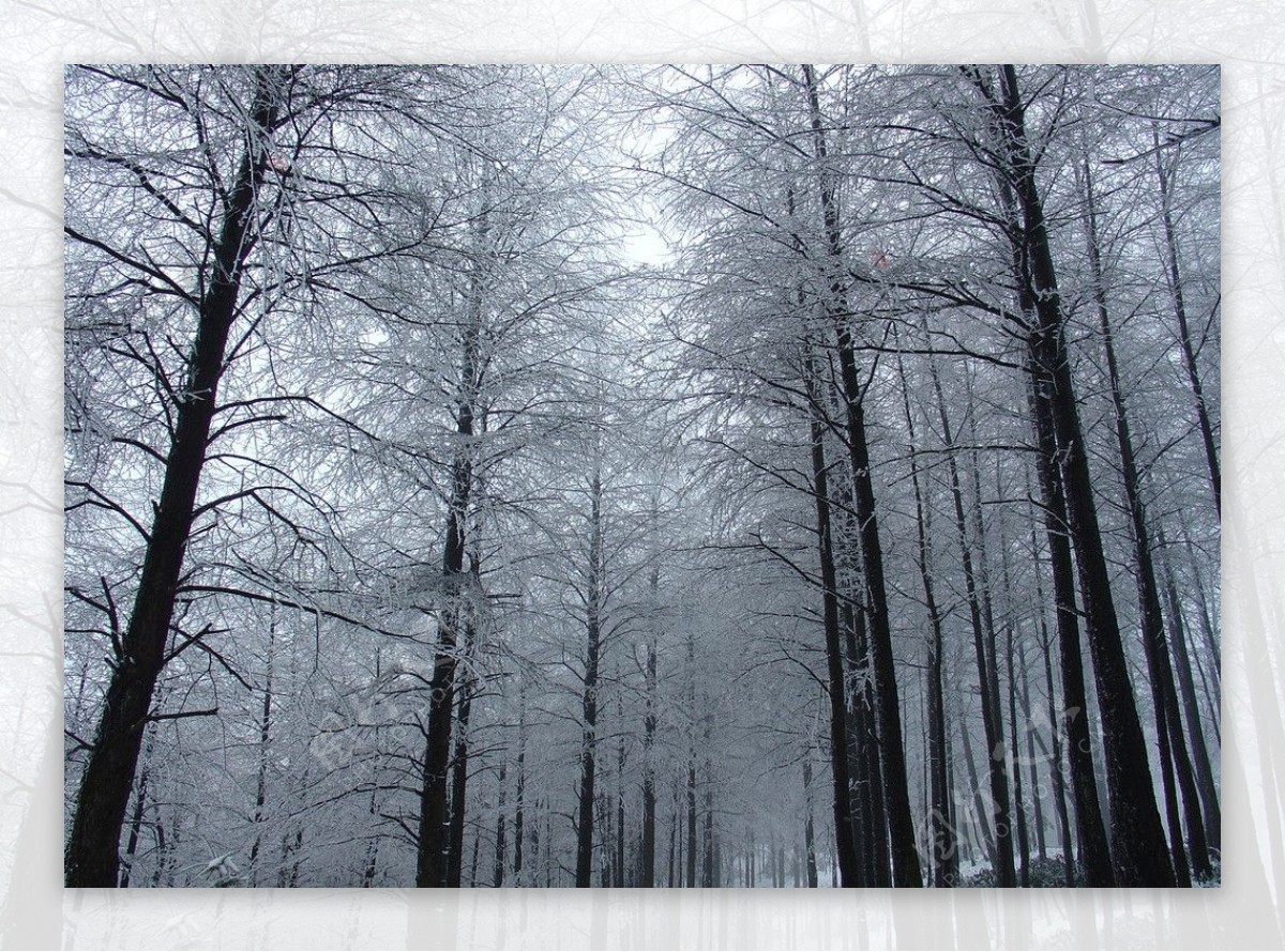 德清莫干山雪松林雪景图片