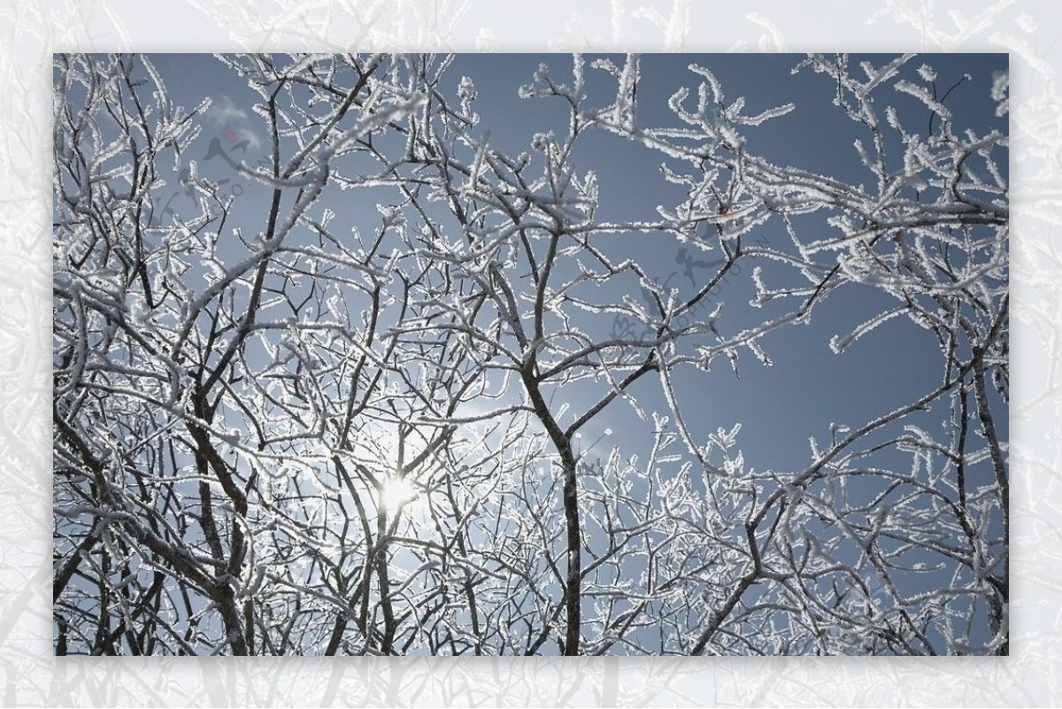 冬季树木树枝图片