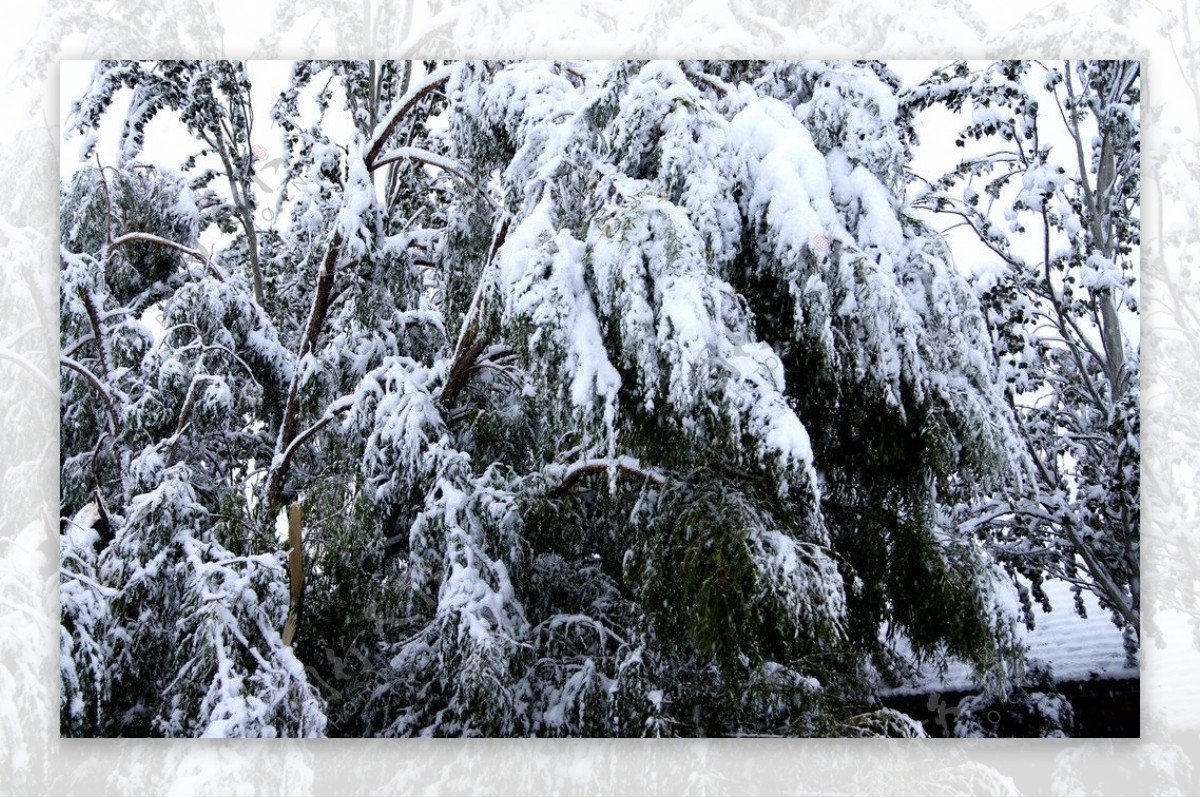 雪后图片