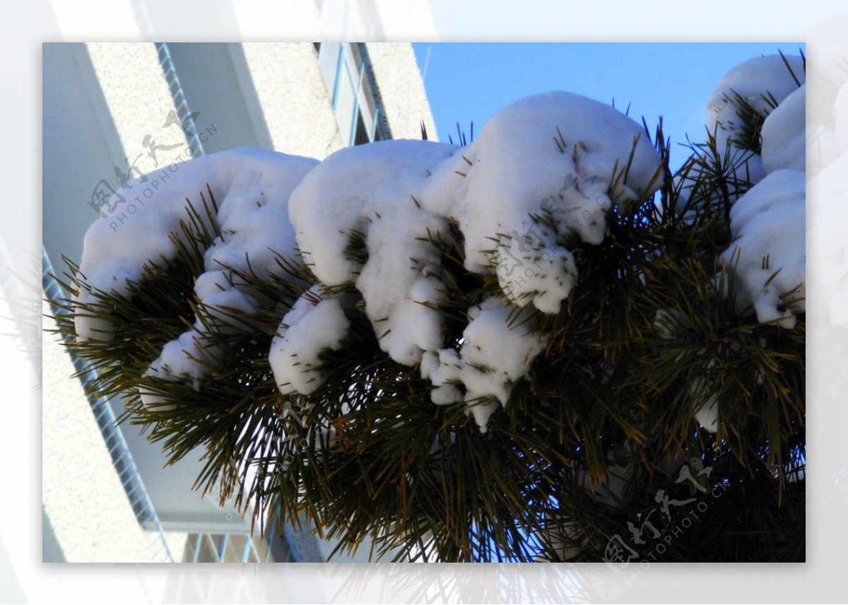 雪压枝头图片