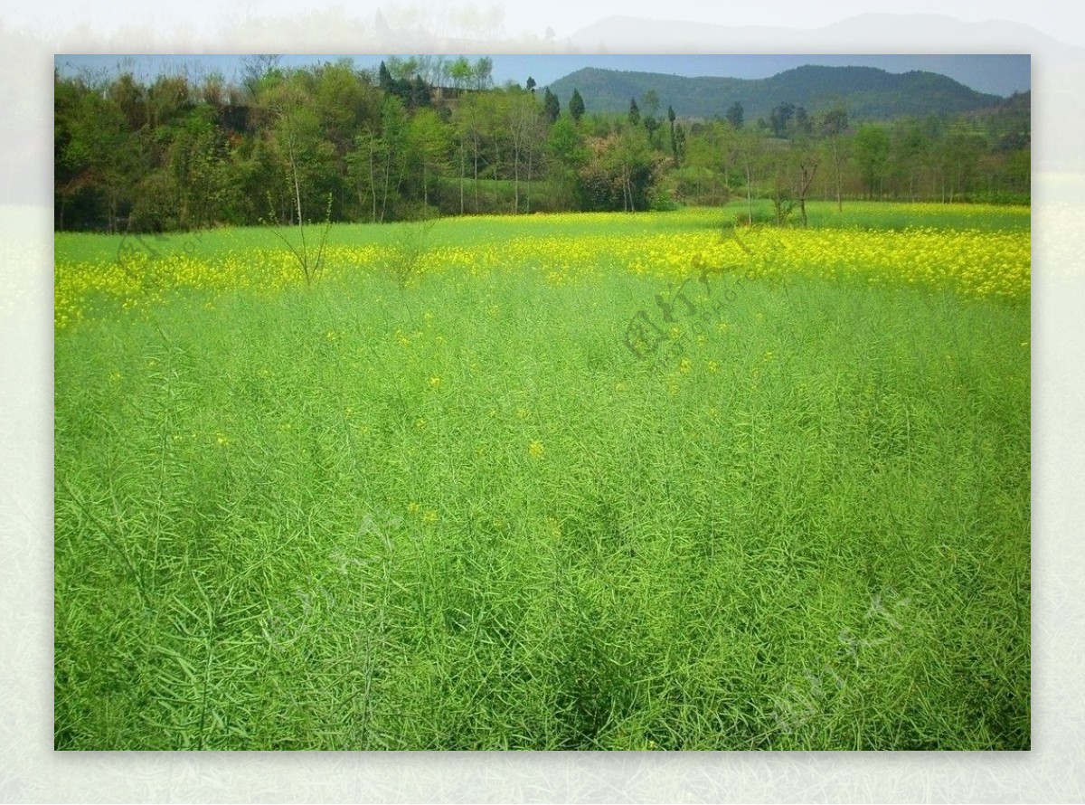 田野菜子地图片