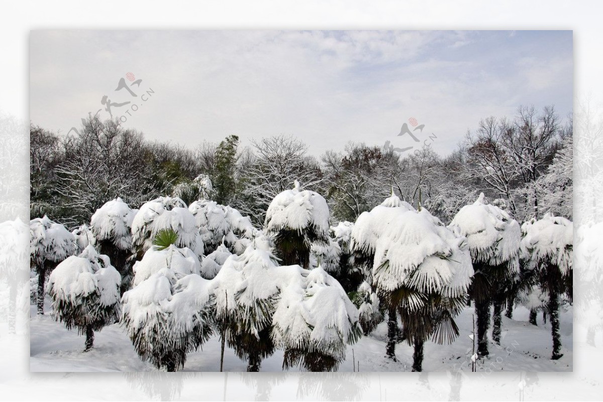 雪景图片