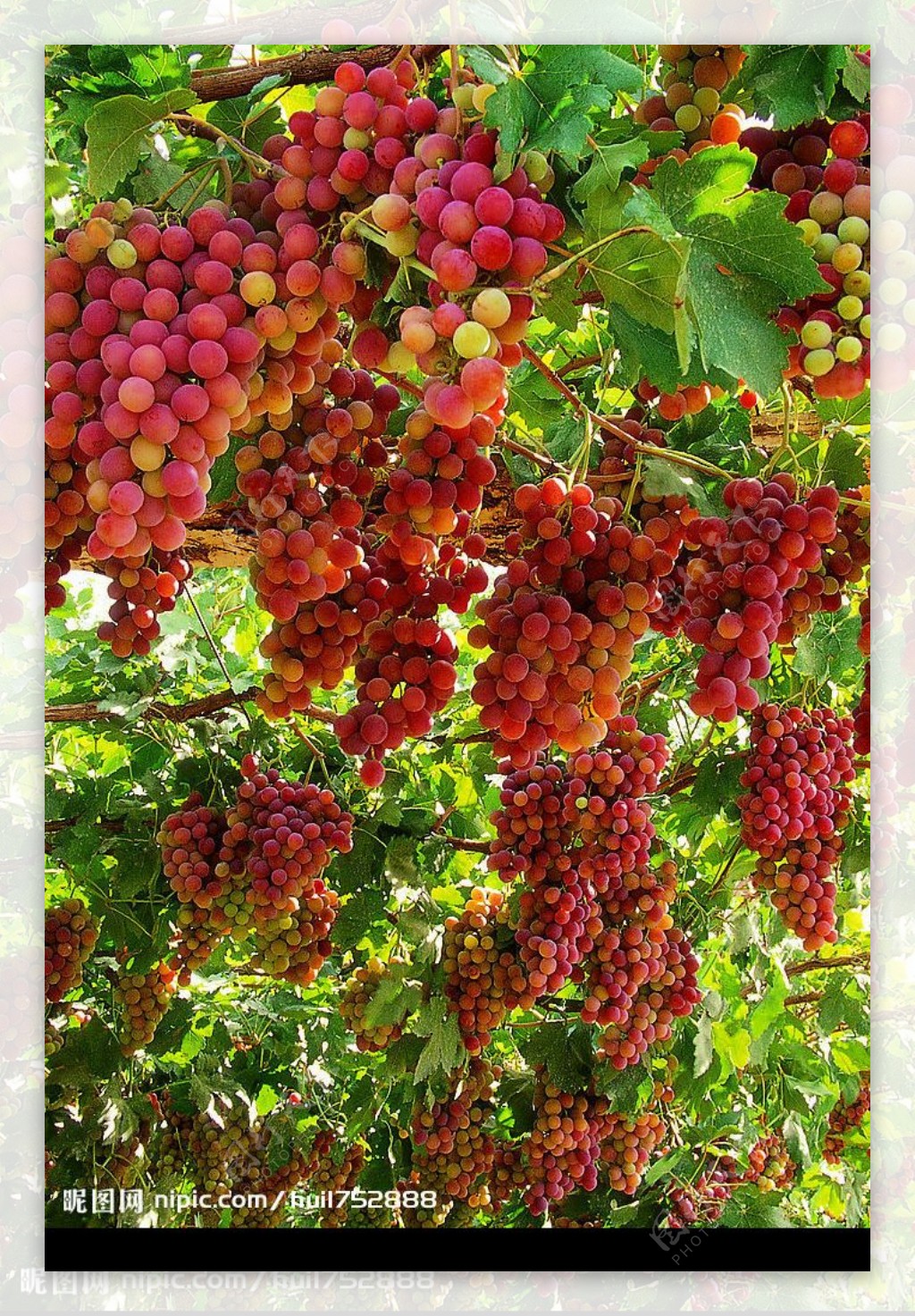 新疆农业葡萄园图片