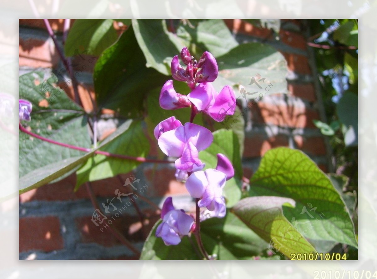 紫豆角花图片