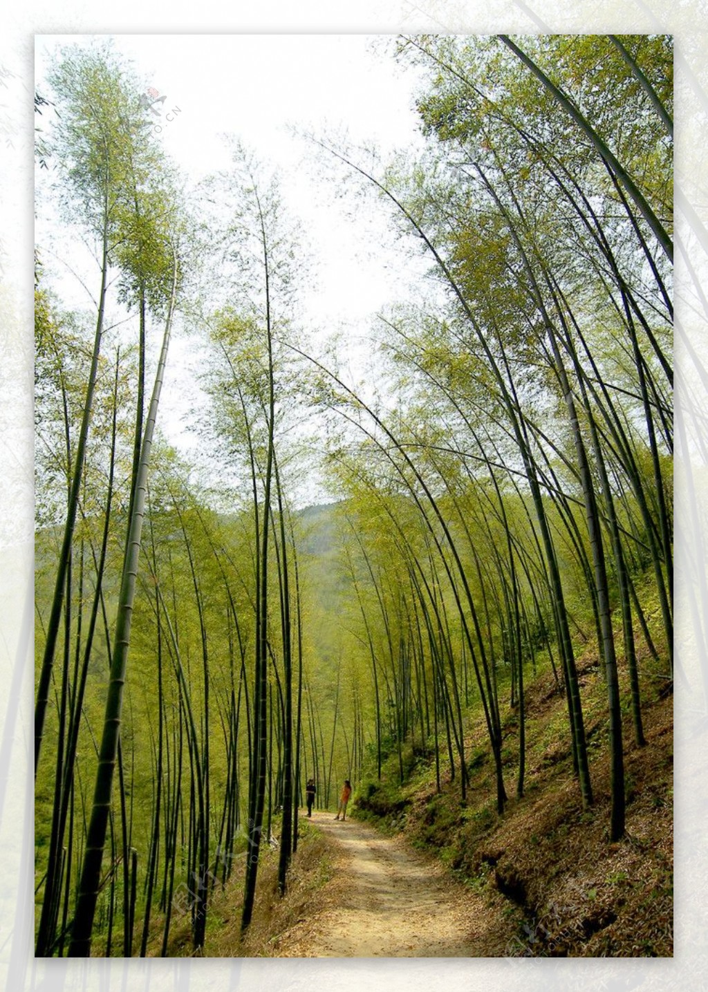竹林山道图片