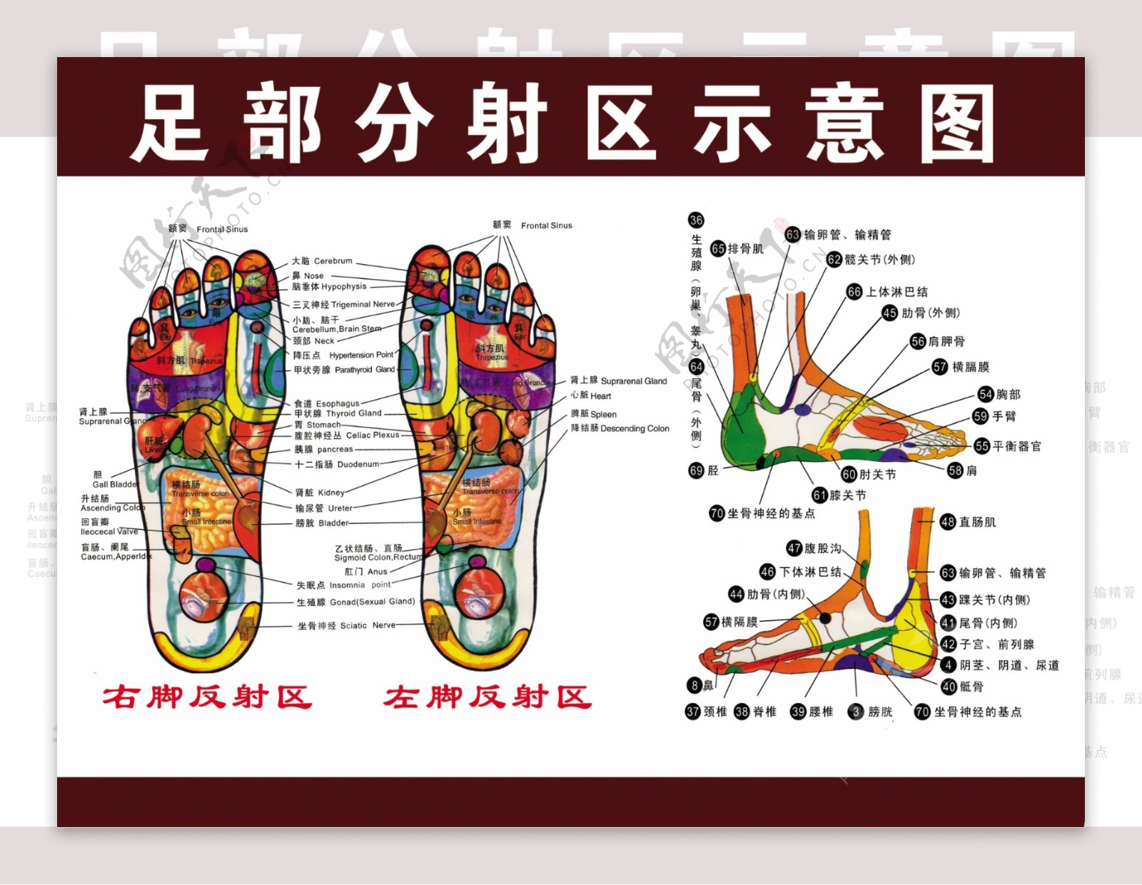 足部分射区示意图图片