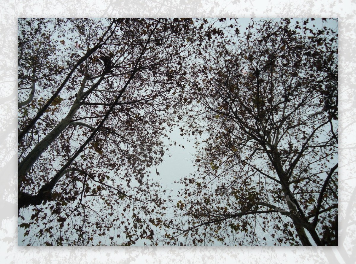 阴天的枫树图片