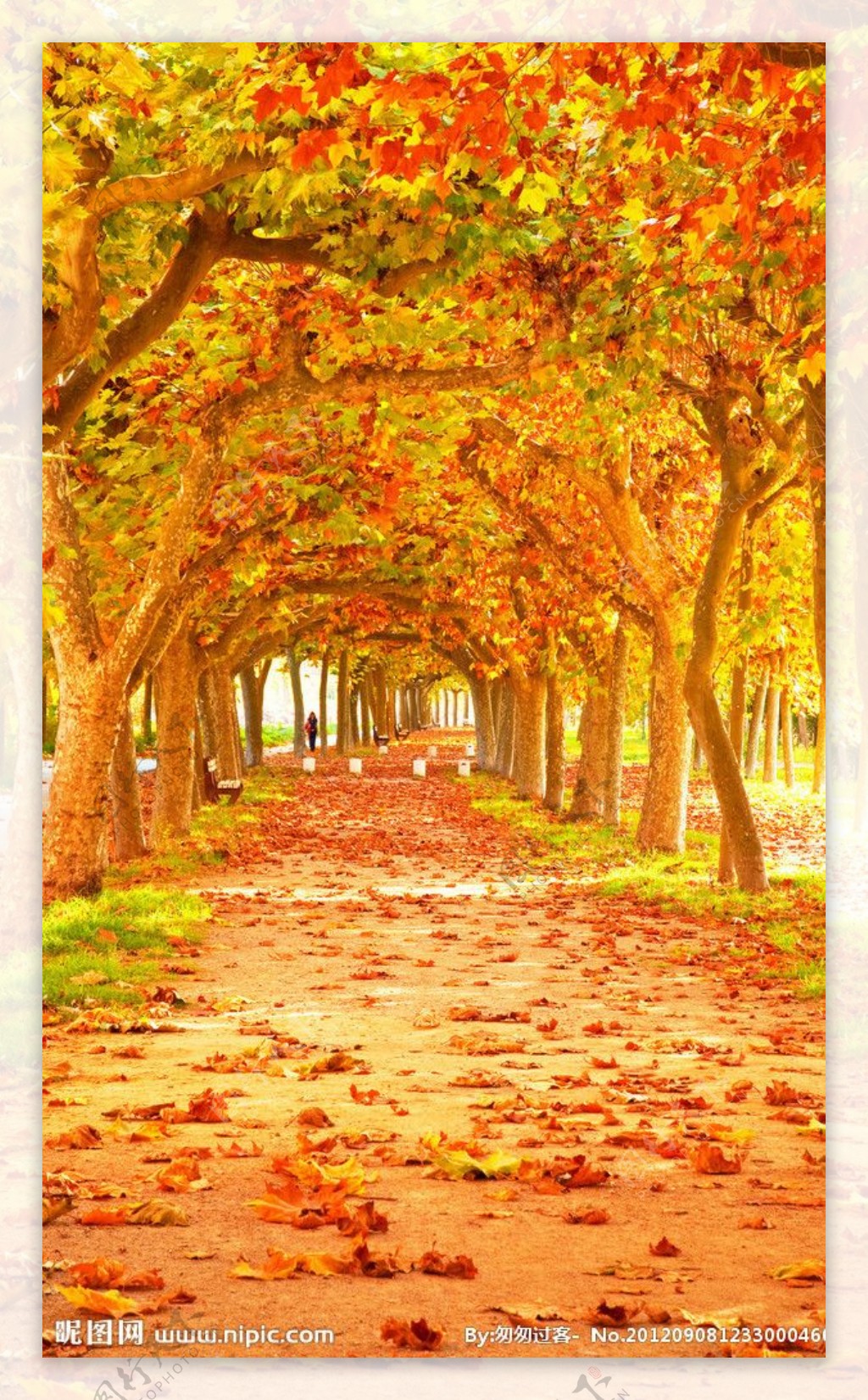 秋季枫树小路风景图片