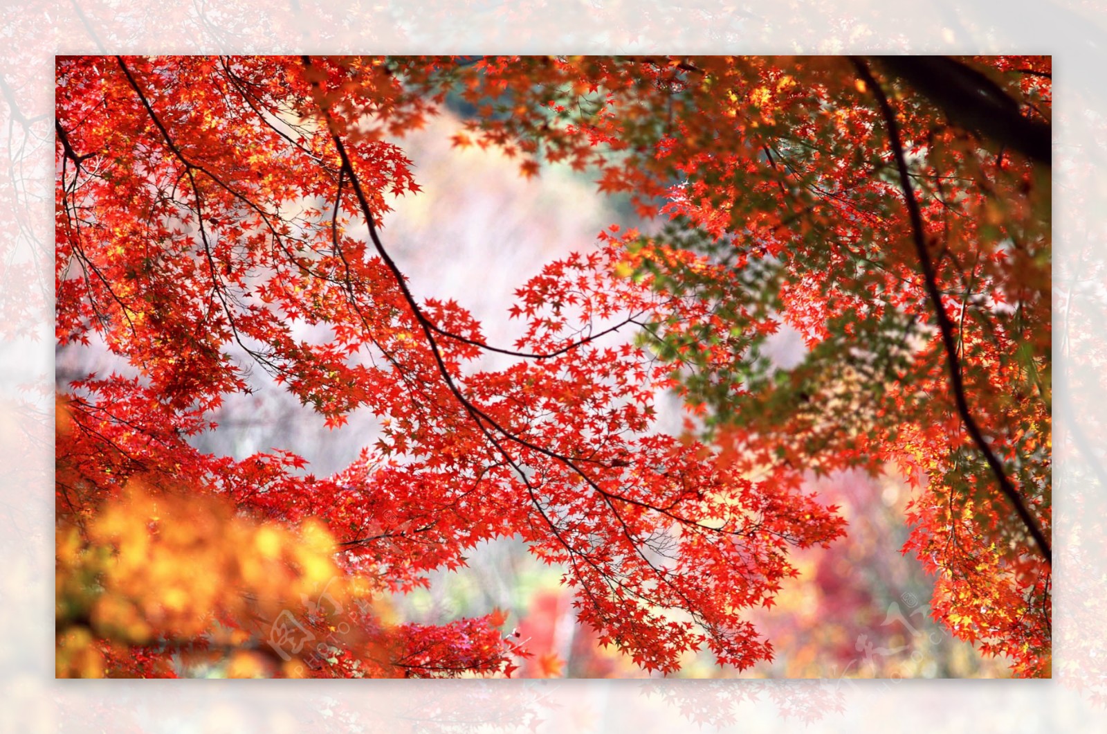秋天红叶风景图片