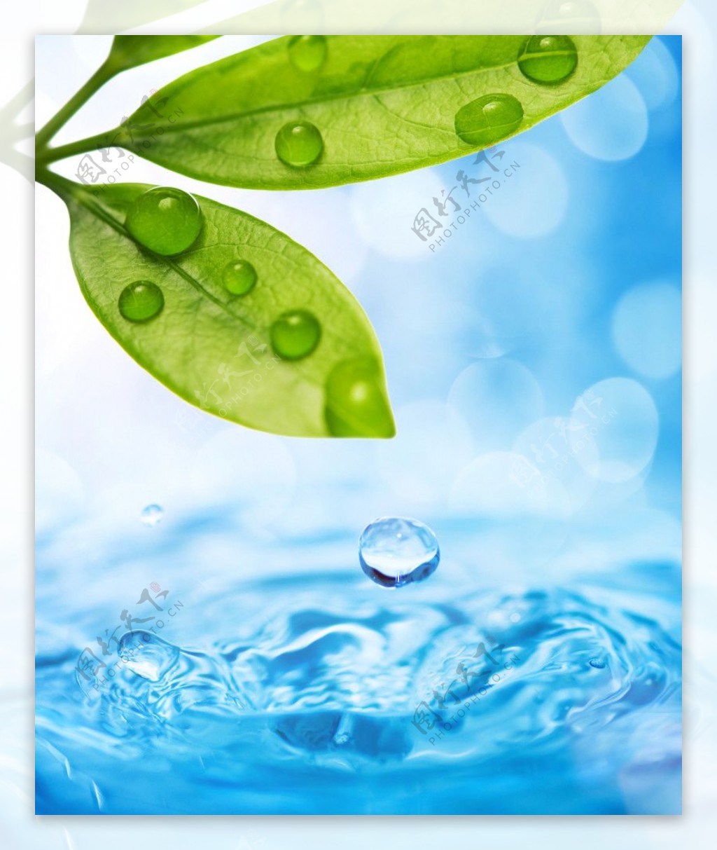 动感水珠水滴绿叶图片