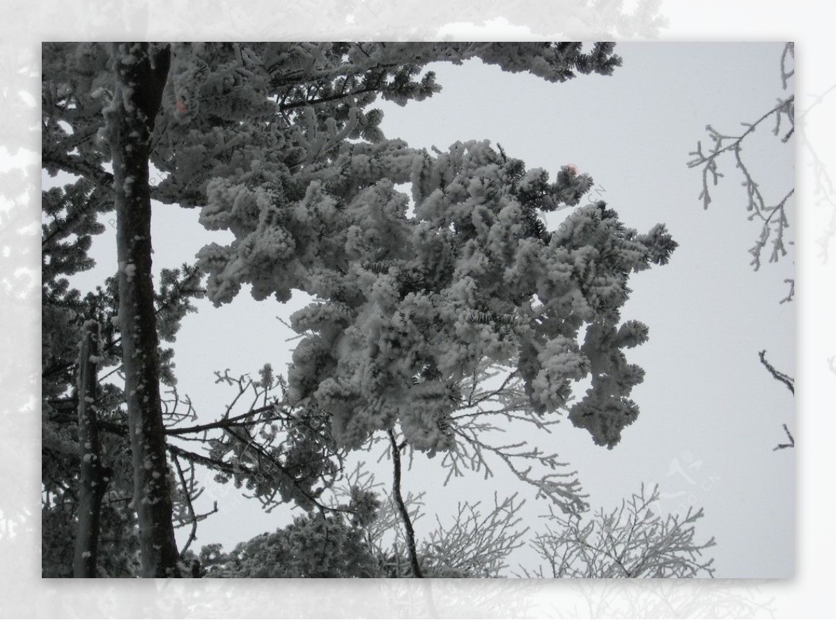 峨眉山雪松图片