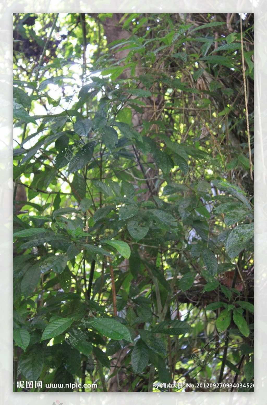 苦丁茶树图片