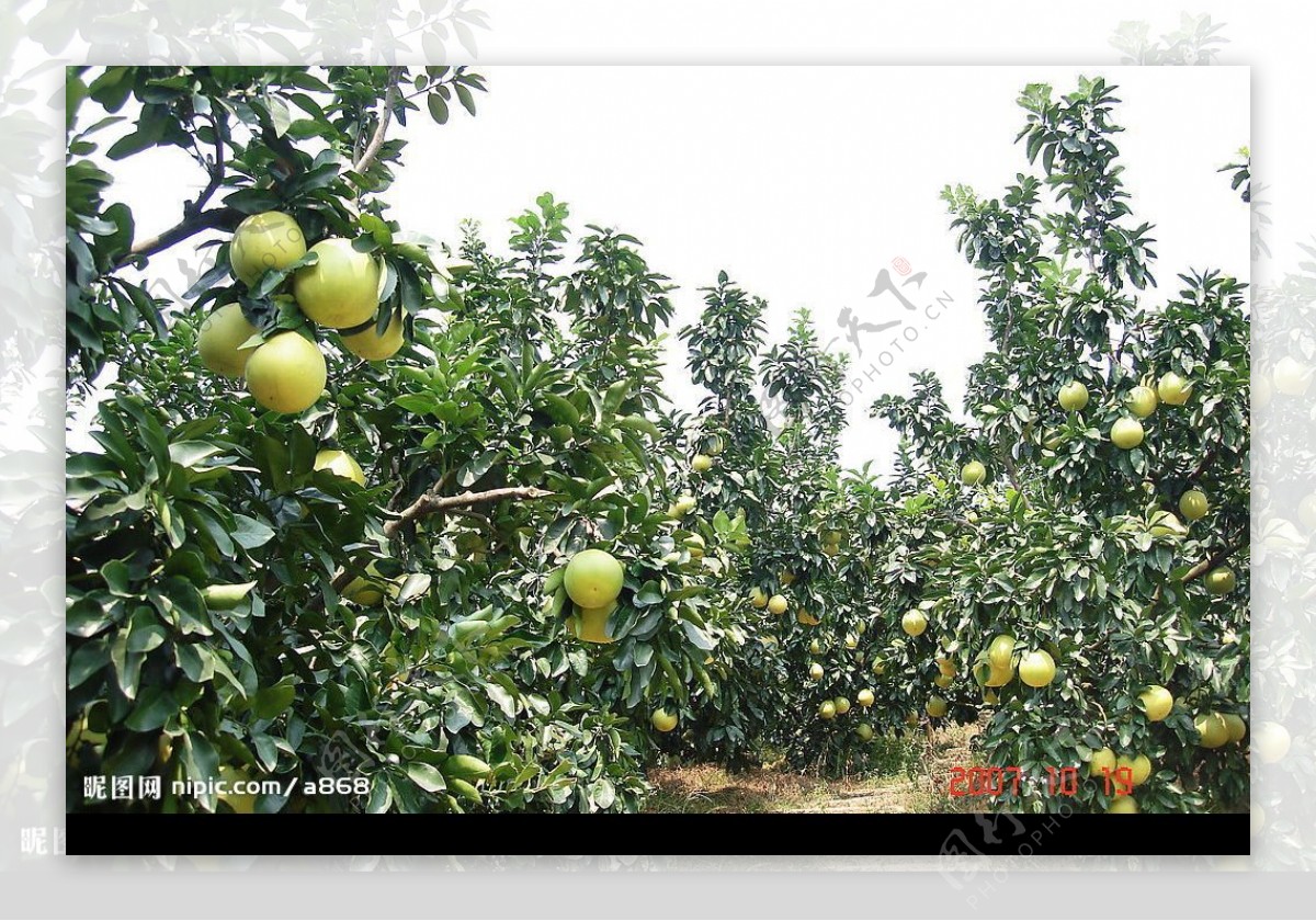福建平和柚子果林图片