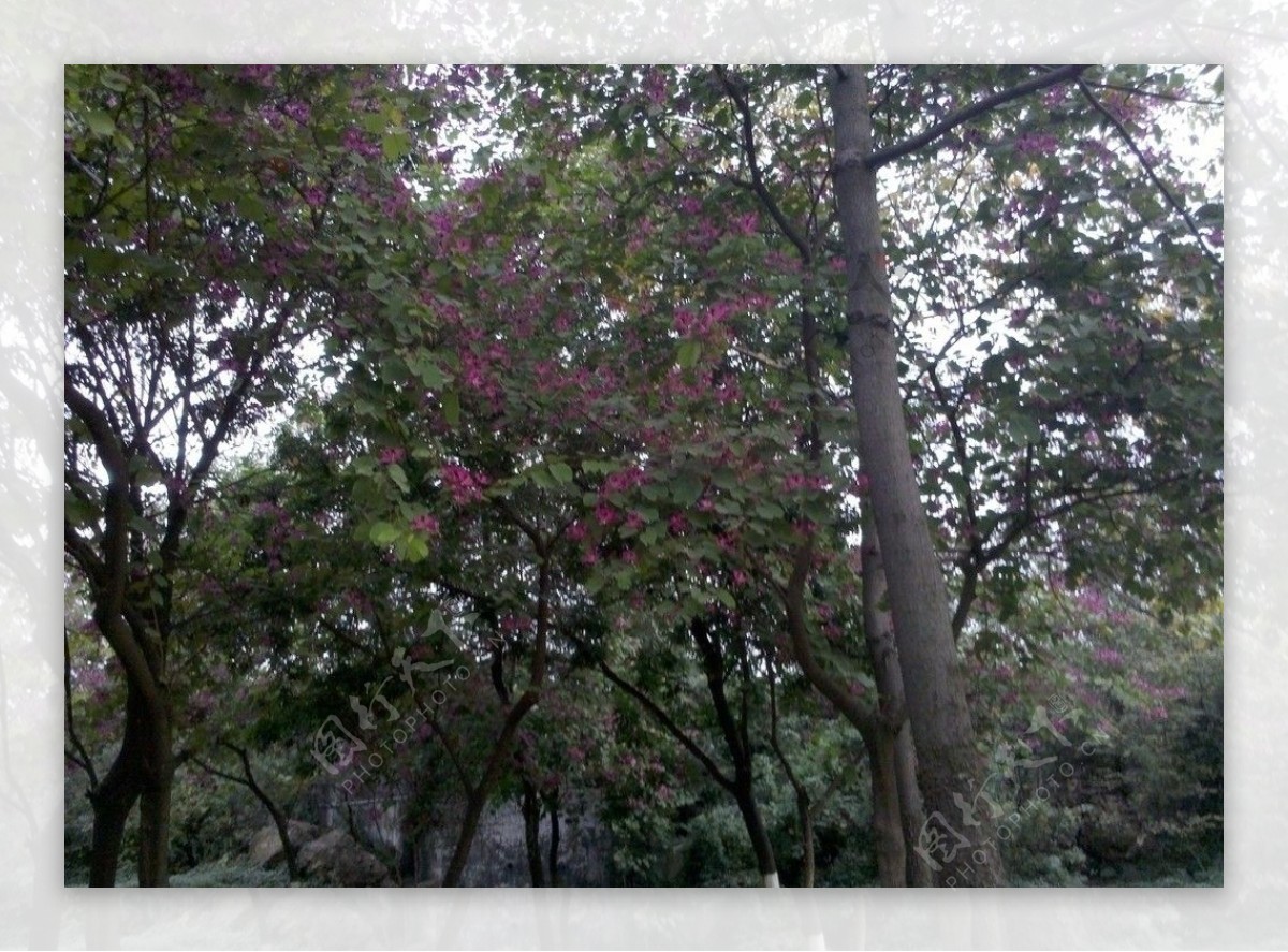 公园紫荆花树图片