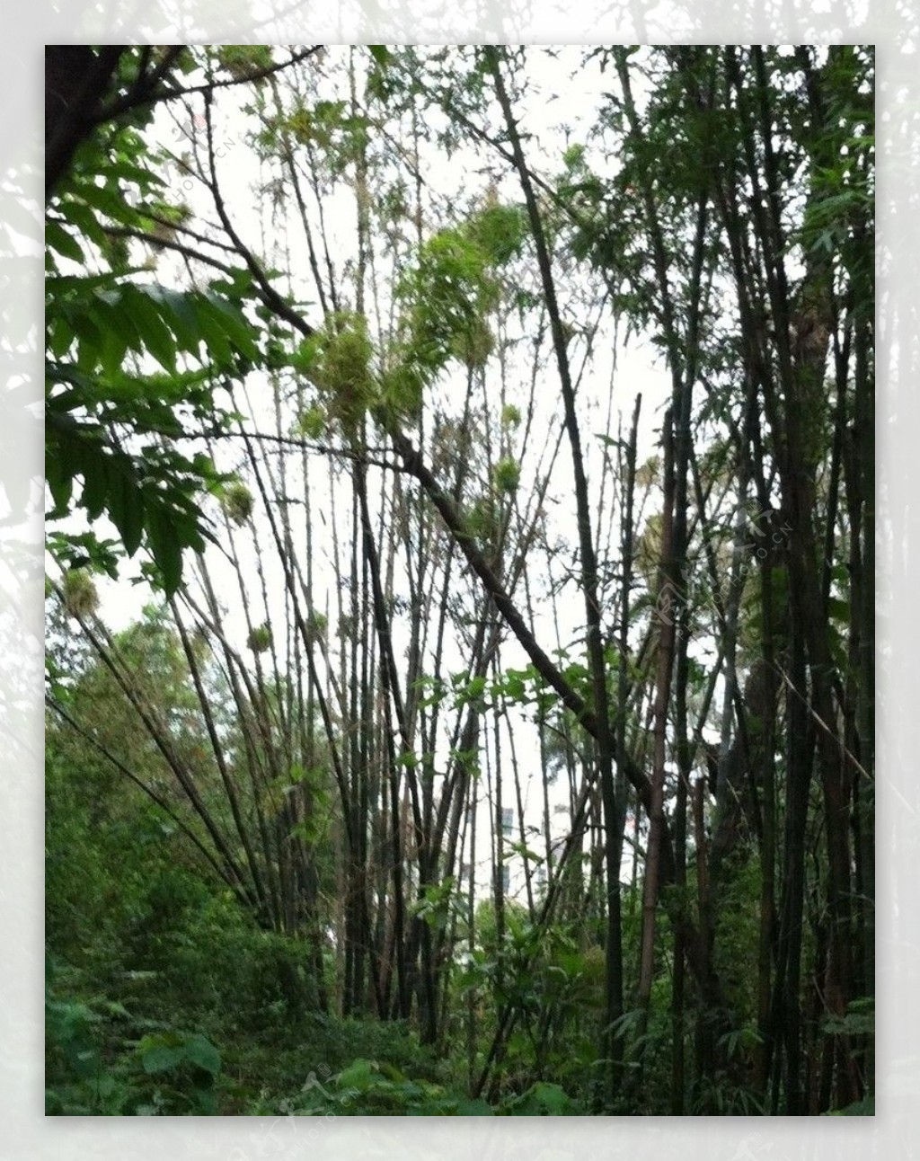 竹林鸟巢图片