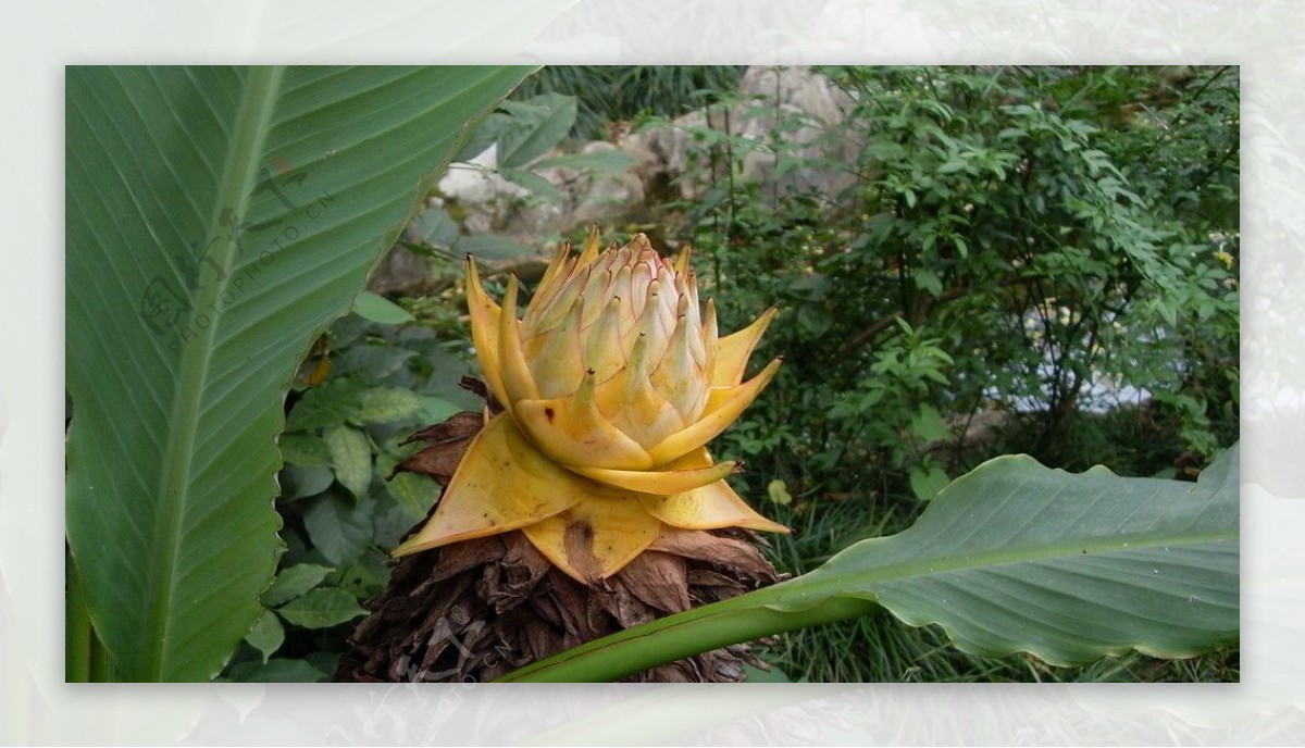 植物果实摄影素材图片