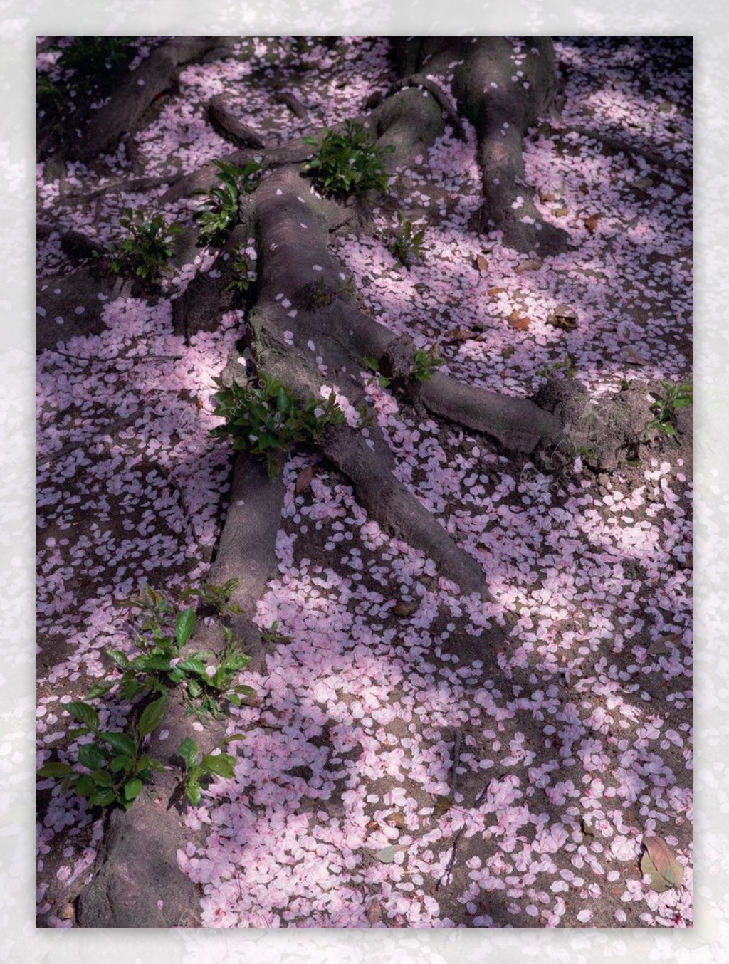 花草树木摄影图图片