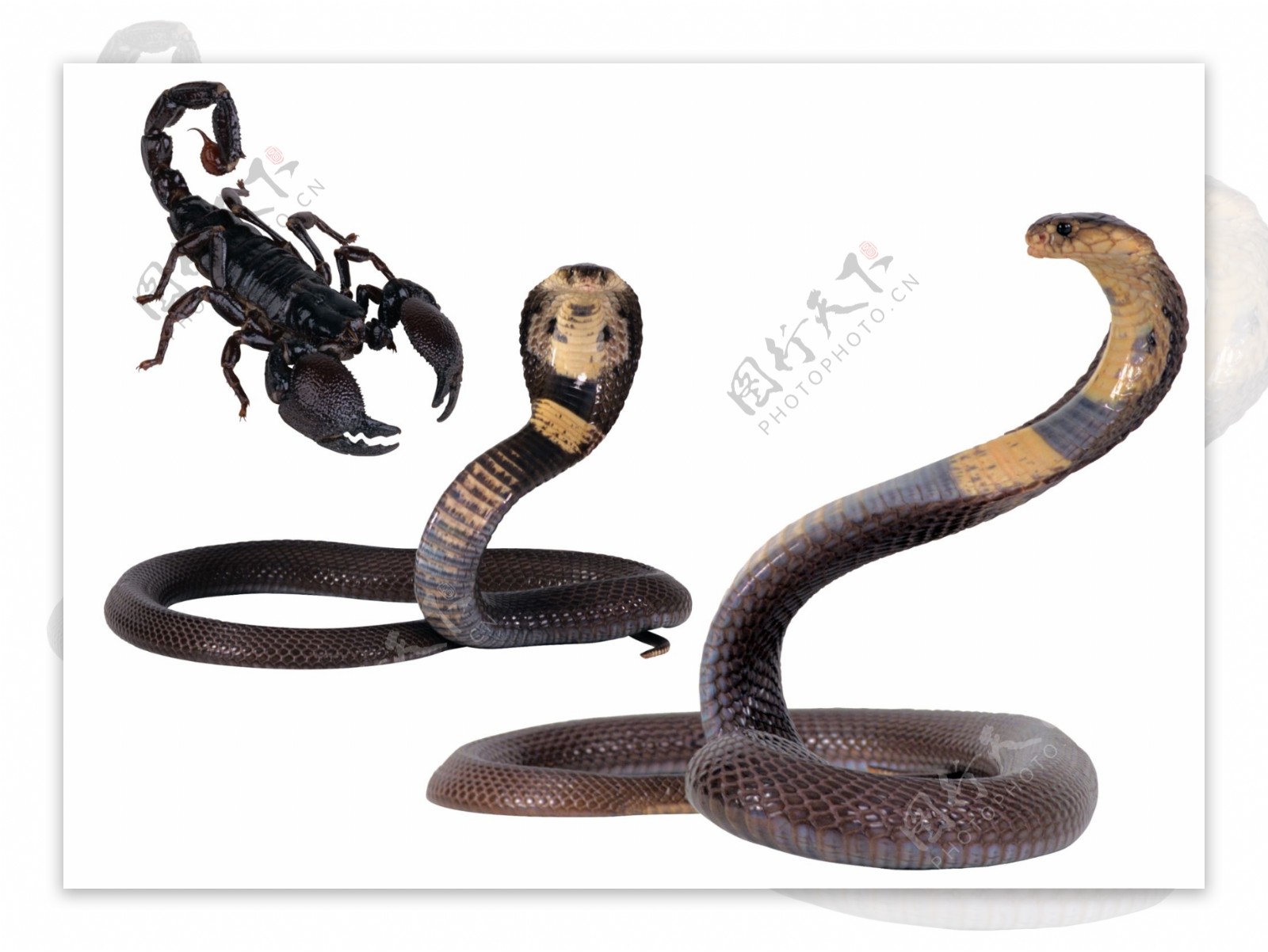 蛇与蝎图片