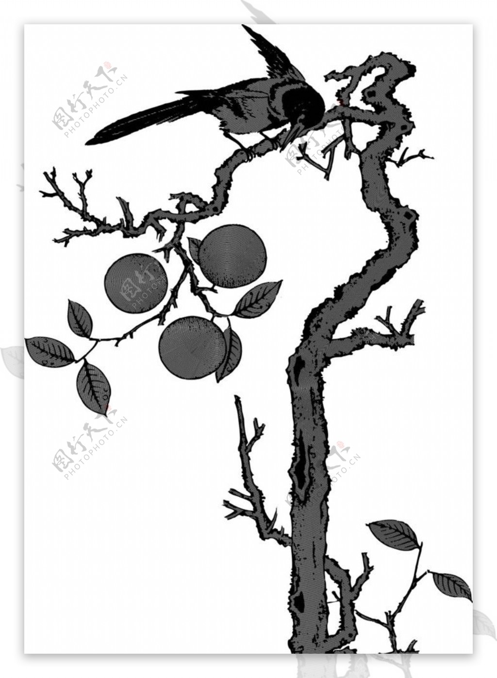 折光树与鸟图片