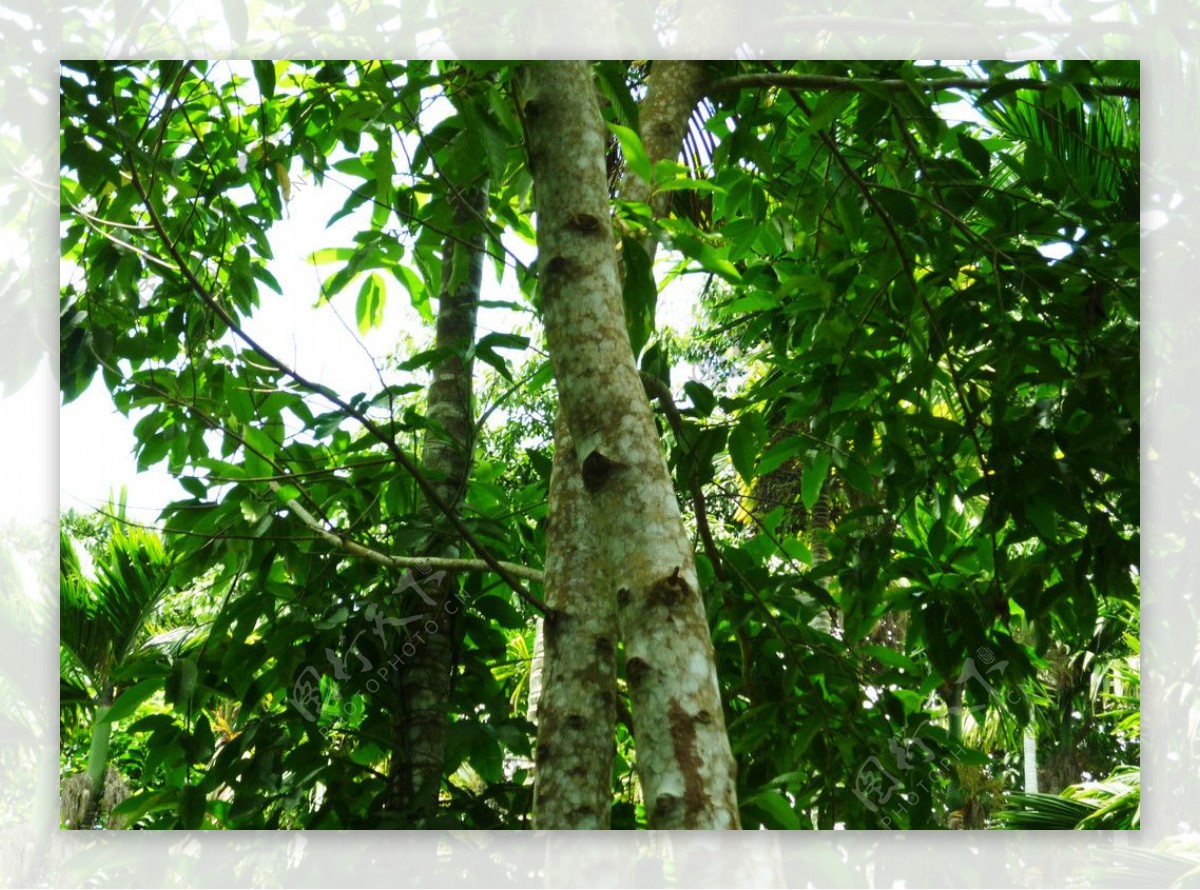海南热带雨林图片