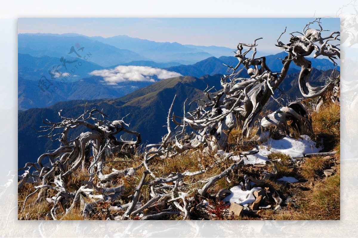 雪山白枯木图片