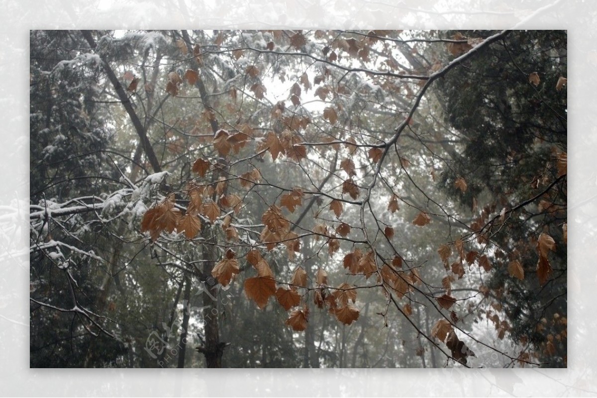 积雪红树叶图片