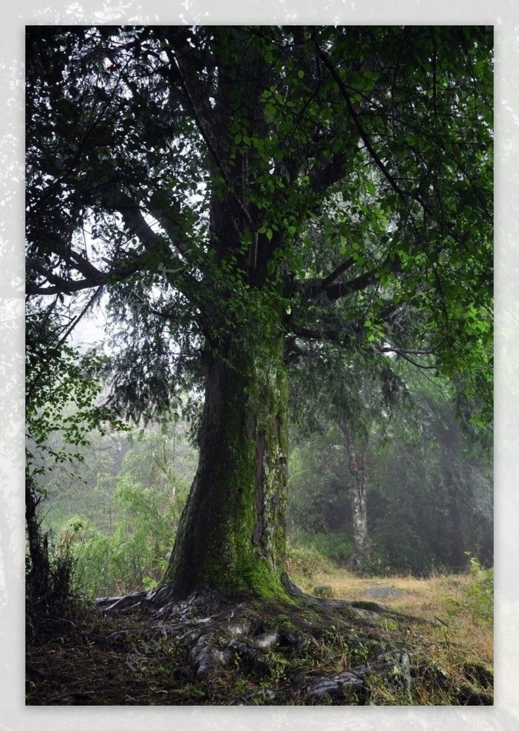 森林古树图片