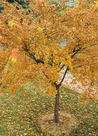 深秋的枫树图片