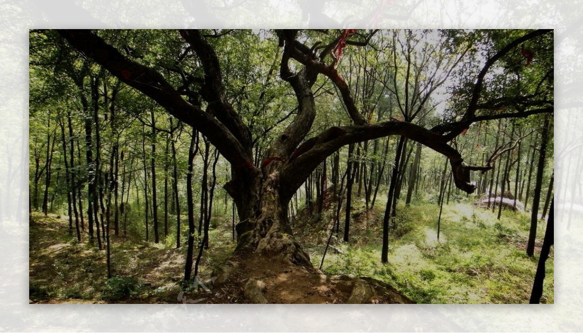 长寿的平安树图片