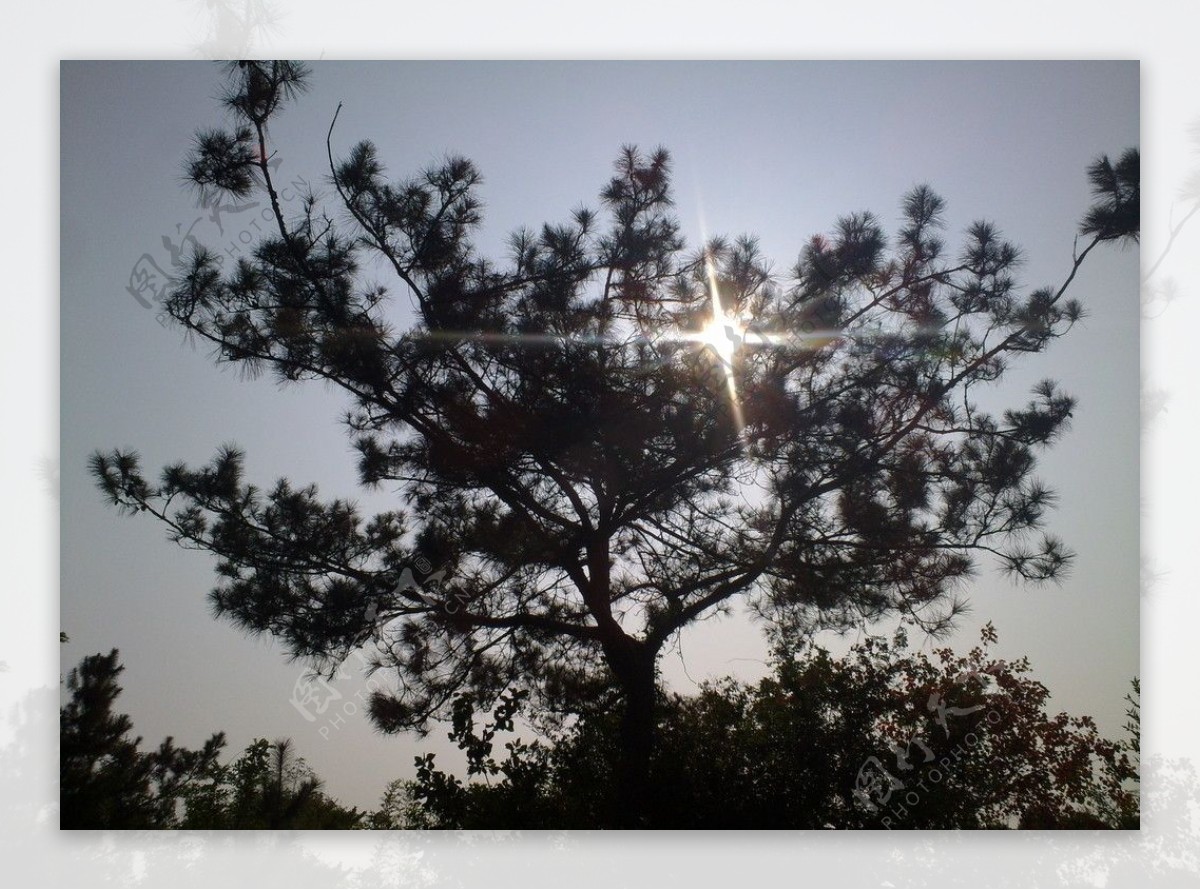 阳光下的树图片