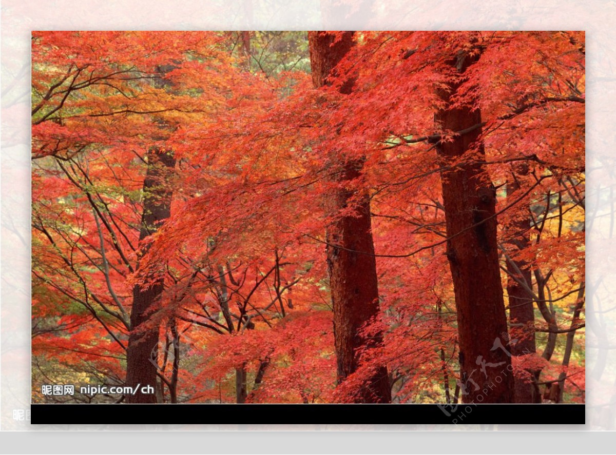 红枫树林图片