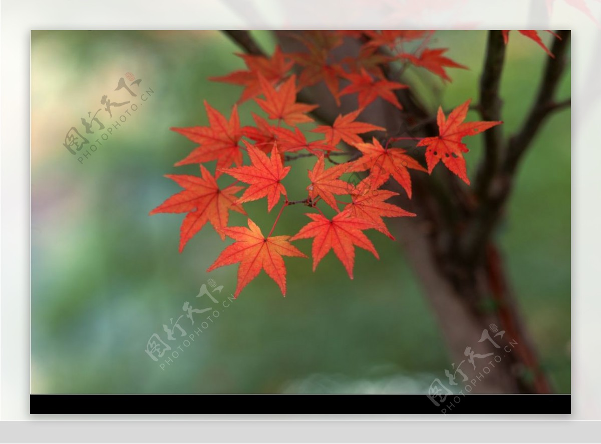 红枫树叶子图片