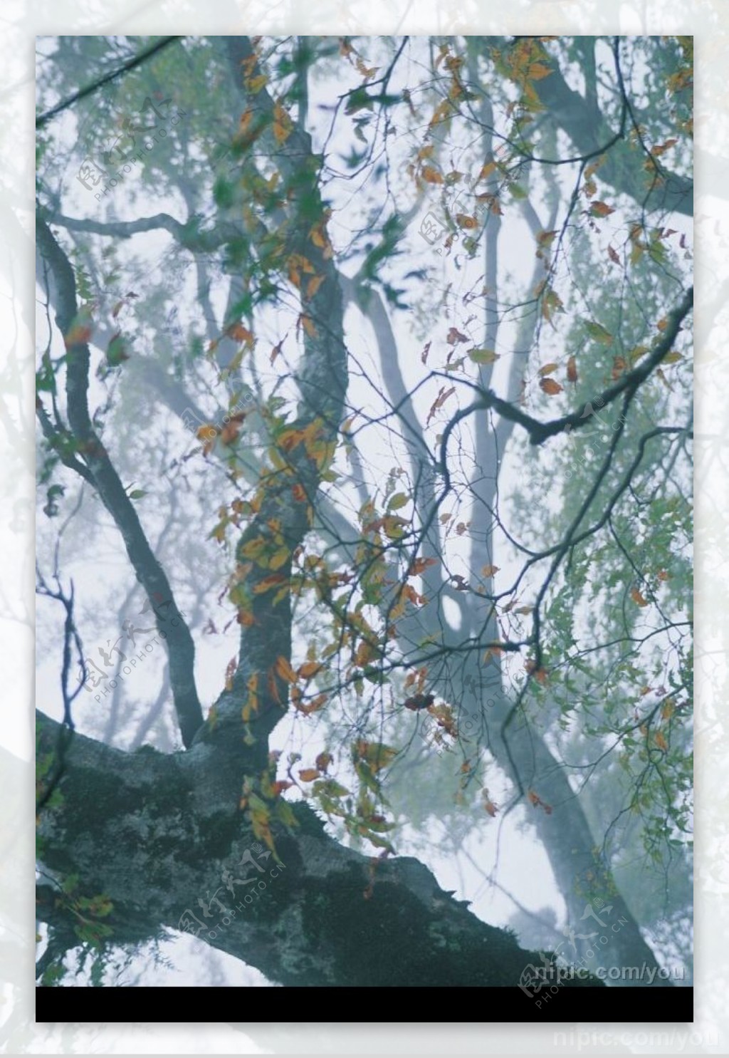 树林晨雾图片