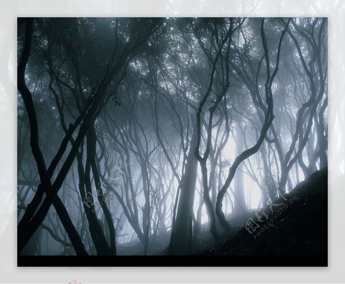 清晨雾气蒙蒙树林里图片