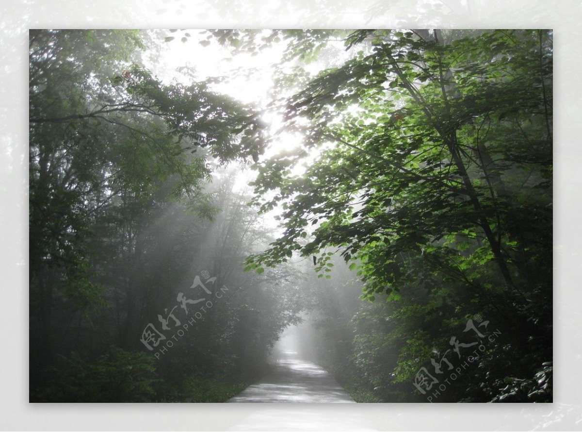 林间晨雾图片