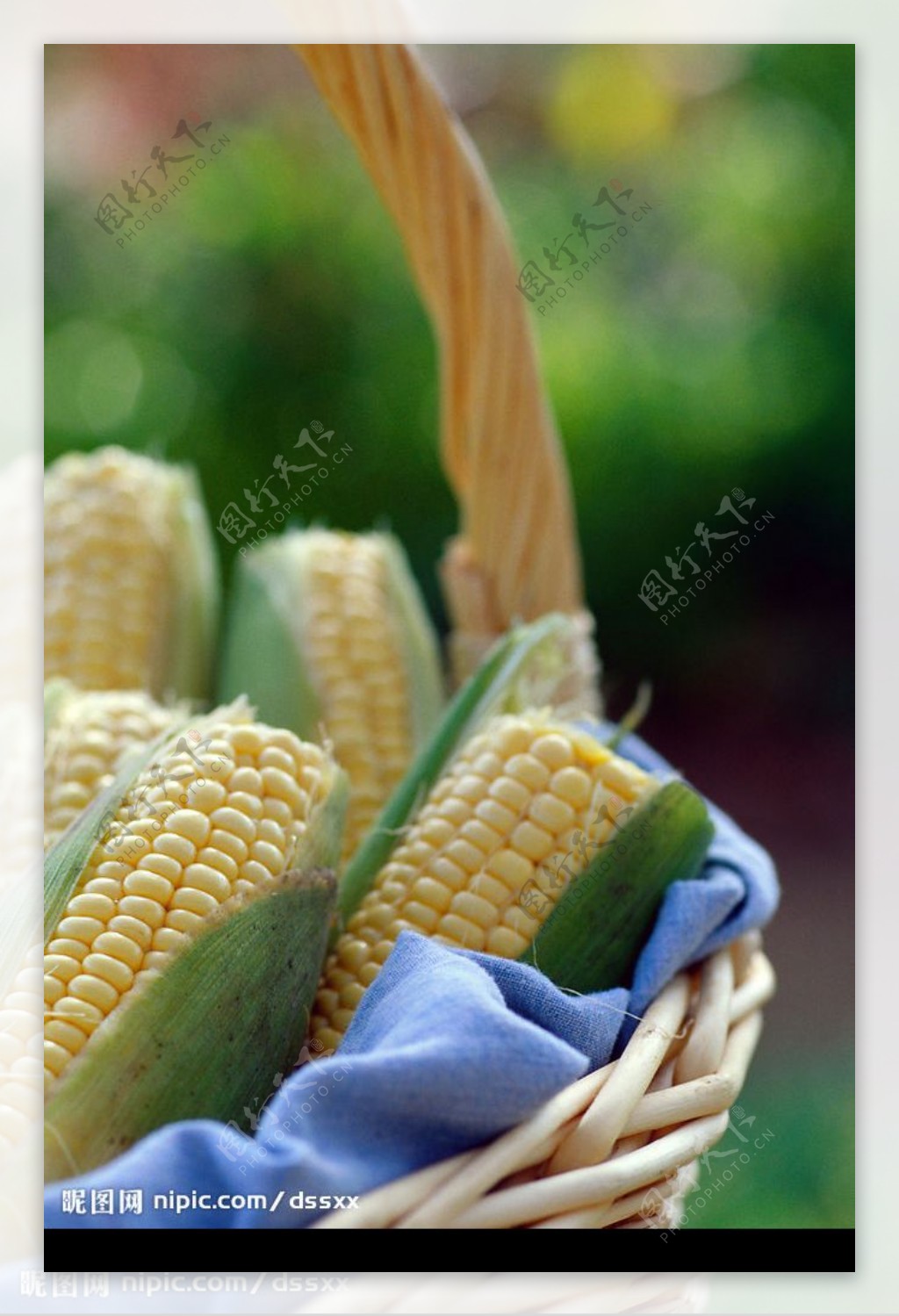 乡村玉米图图片