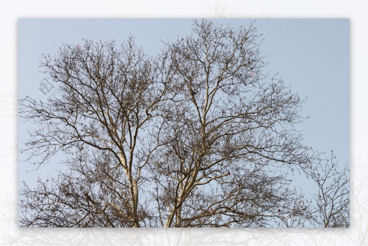 冬之树图片