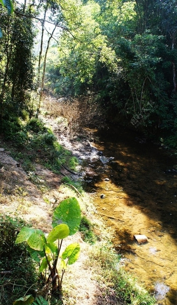野象谷中的溪流图片