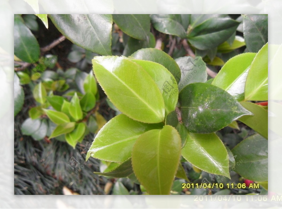 茶树叶子图片