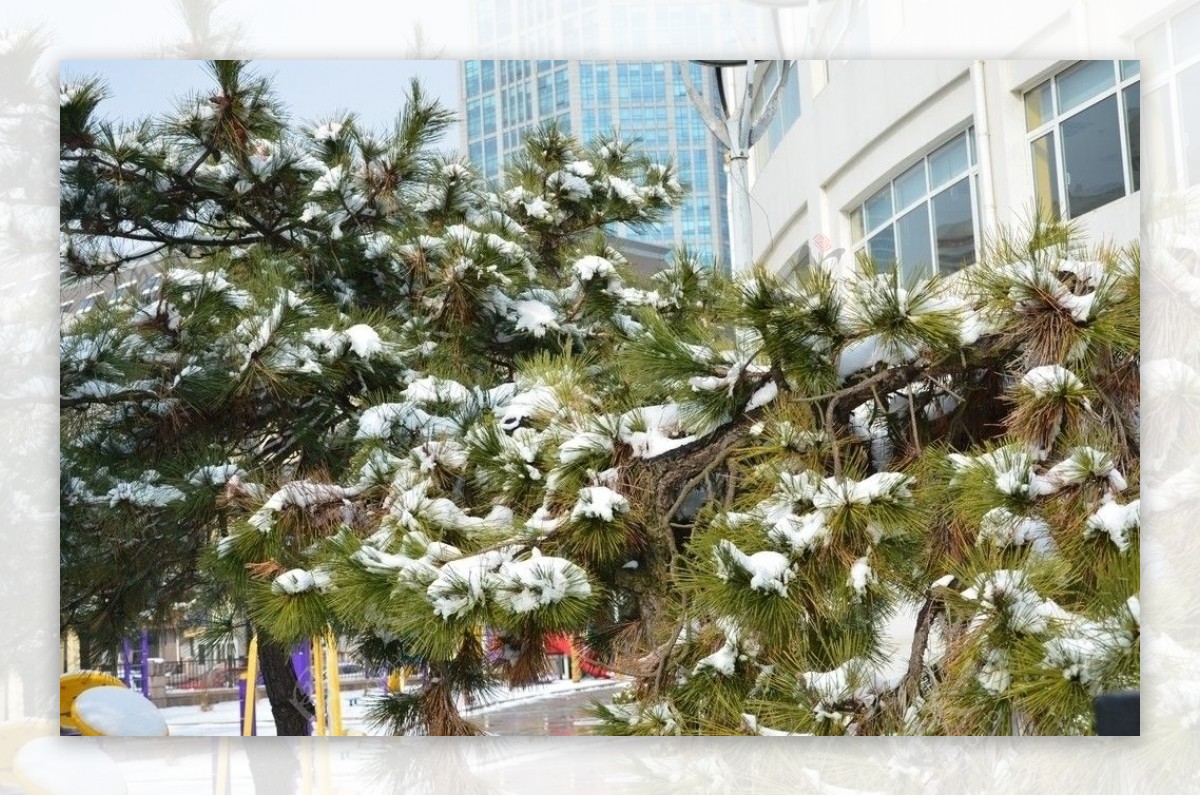 松树雪景图片