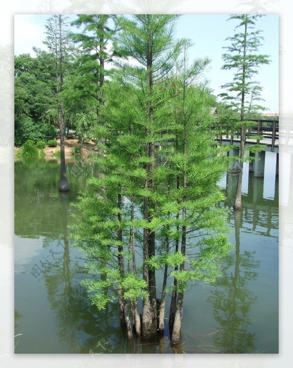水中之树图片