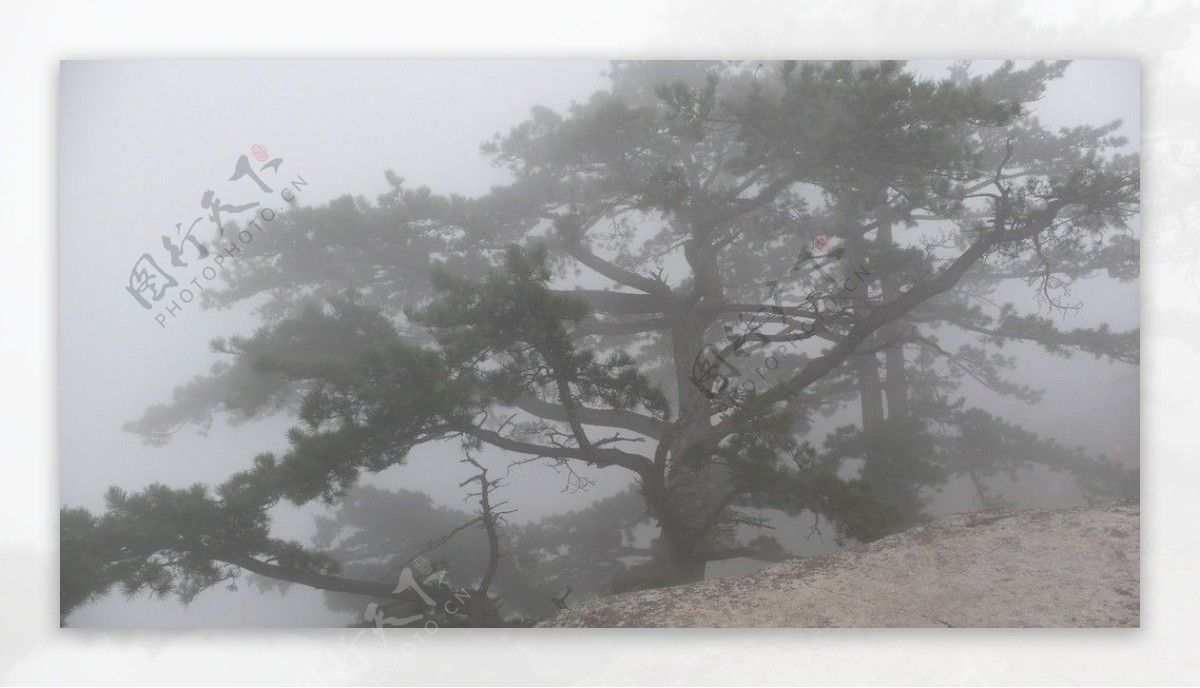 雨中华山松之二图片