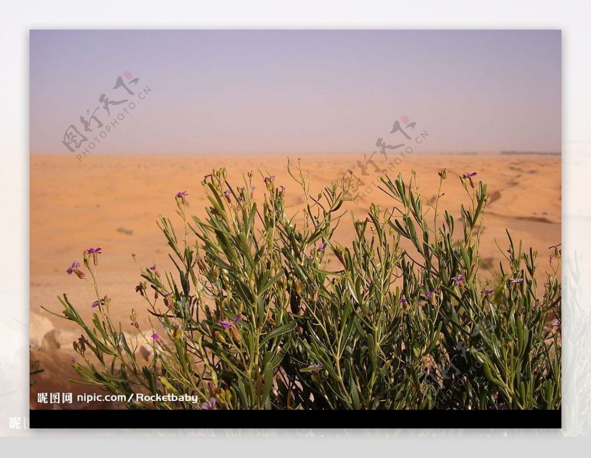 沙漠花图片