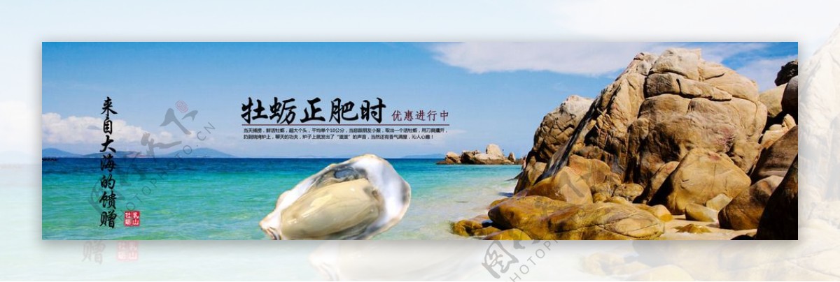 乳山牡蛎生蚝图片