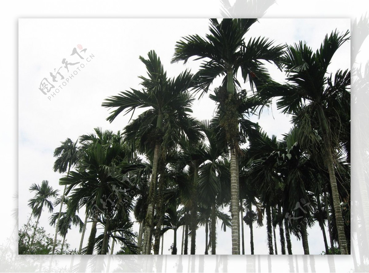 椰树林图片